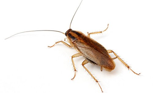 How cockroaches get in to your home