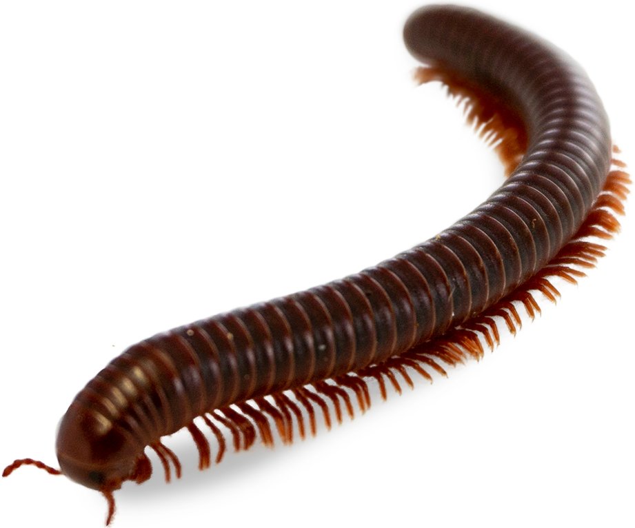 Millipedes removal