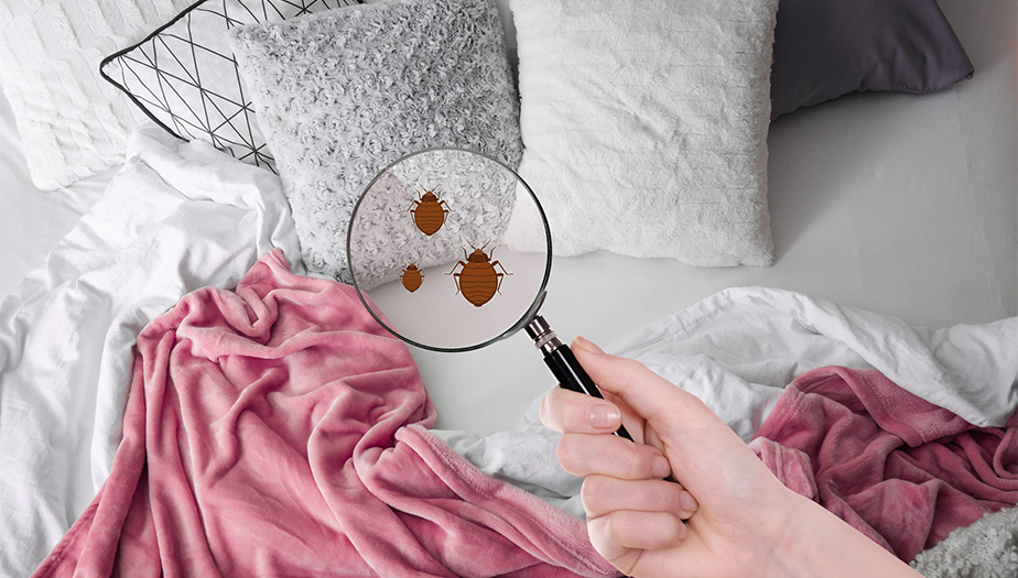 how to identify bed bugs