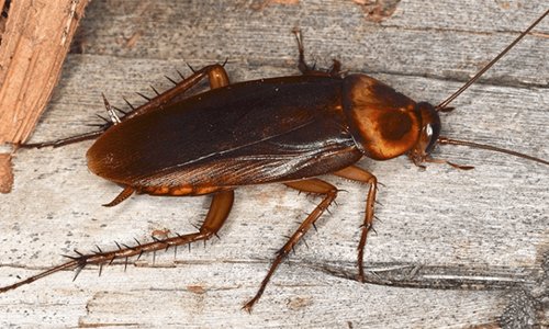 american cockroach removal