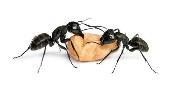 Carpenter Ants