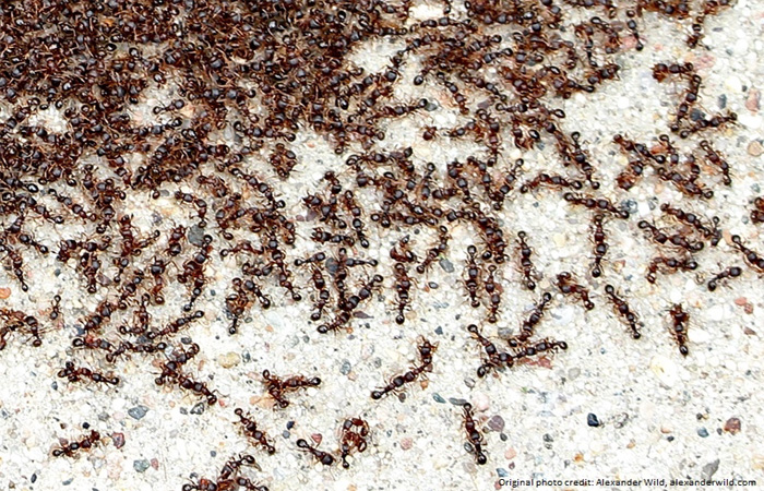 pavements ants