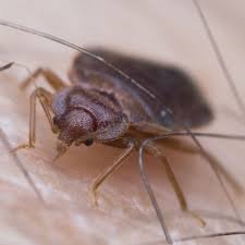 Bed bugs Control