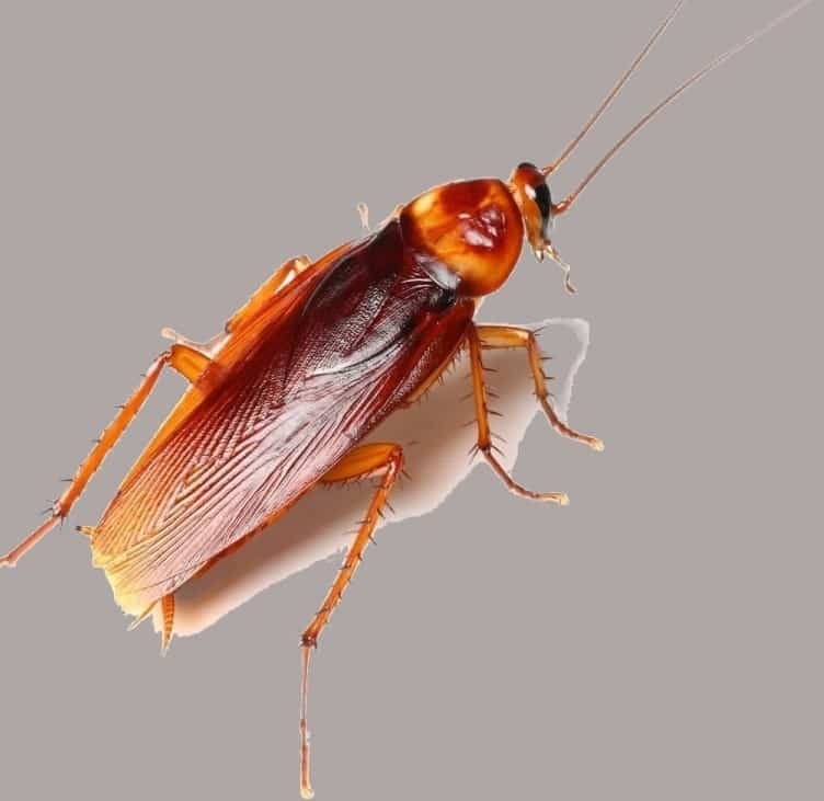 German cockroach