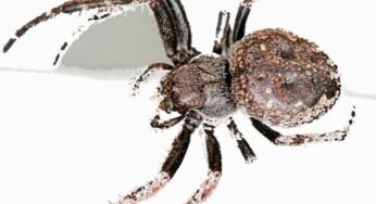 Spiders Control