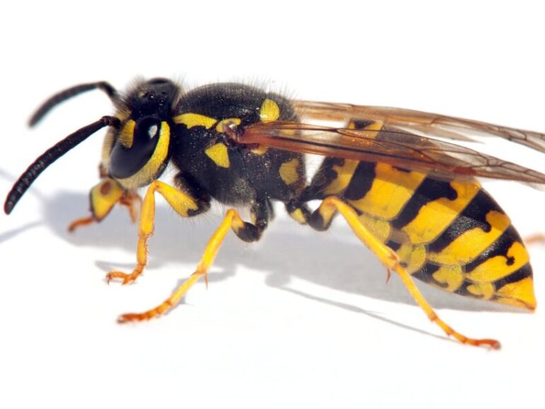 Wasp exterminator