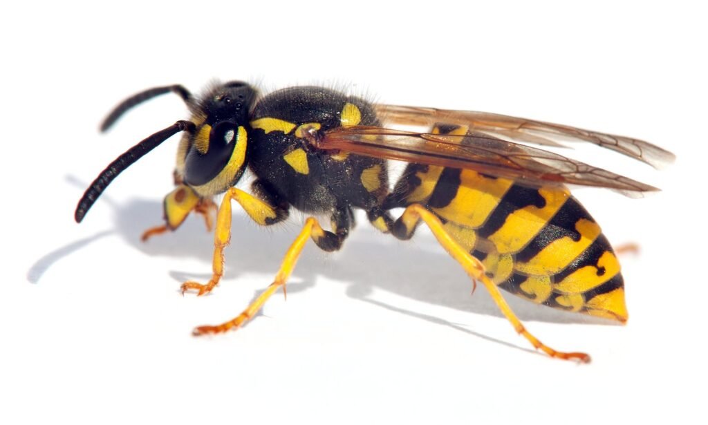 Wasp exterminator