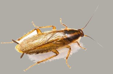 Cockroach elimination