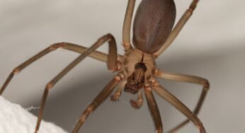 Local exterminator