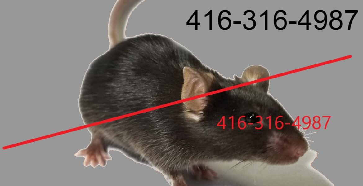 Rodents increased during Covid 19