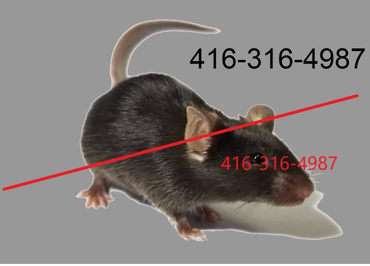 Rat33.jpg