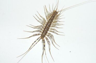 What attract centipede in to your house